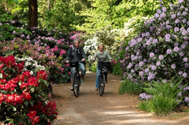 rhododendren
