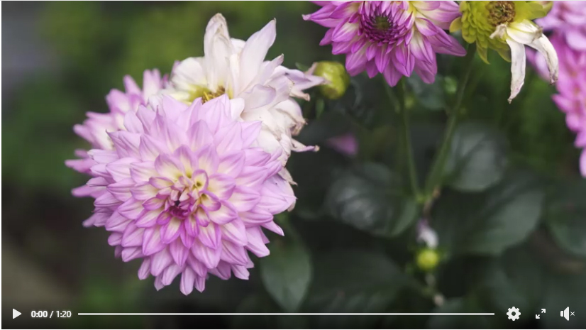 Video Facebook